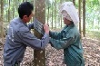 Cao su Điện Biên chú trọng đào tạo tay nghề khai thác